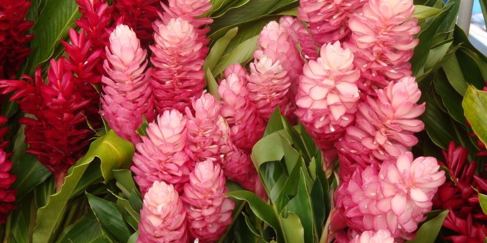 2048x1536 Tropical Flowers Wallpaper by Todd Allen on FeelGrafix