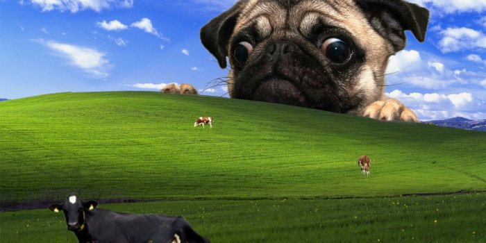 1920x1200 Funny Windows Backgrounds (56+ images)