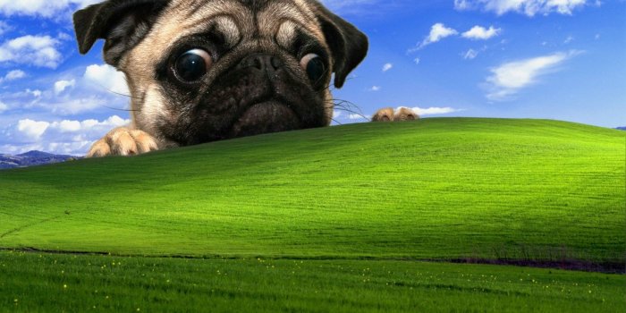1919x1199 Funny Windows Wallpaper: windows xp pug dog Wallpapers HD / Desktop