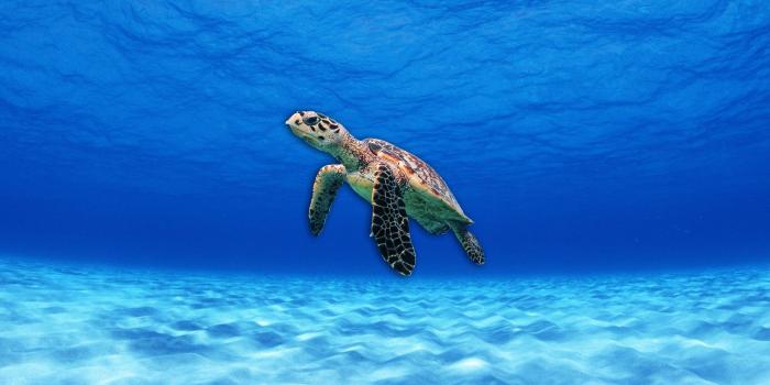 1920x1080 Turtle Wallpaper HD 32029 - Baltana