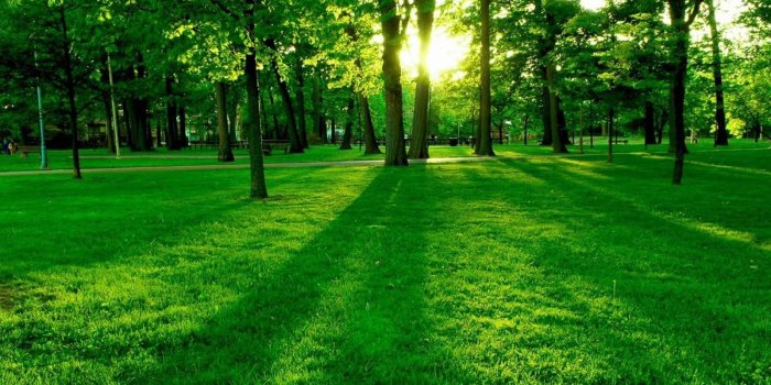 1600x1000 Best Hd Wallpaper Nature | Nature in 2019 | Green nature wallpaper