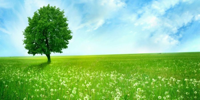 1920x1080 Download Beautiful Clean Green Nature Wallpaper | Full HD Wallpapers