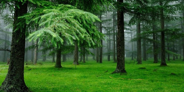 1920x1200 55+ Green Nature Wallpapers - Download at WallpaperBro