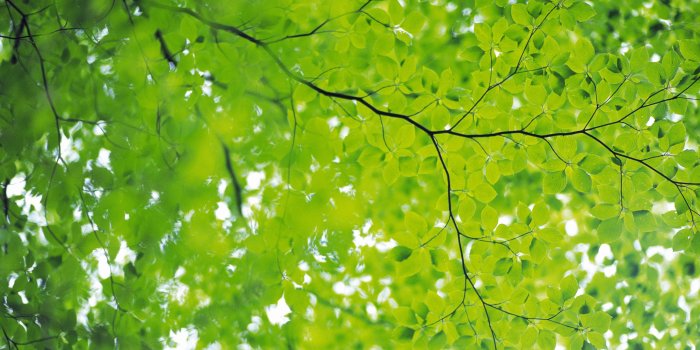 2560x1600 Green Nature Wallpaper Hd 1080p - Green Nature Backgrounds Hd