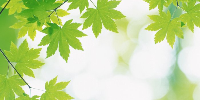 2560x1600 Green Nature Wallpapers