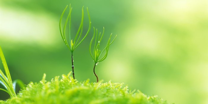 1920x1200 Green Nature Wallpaper Hd 1080p (#260898) - HD Wallpaper Download