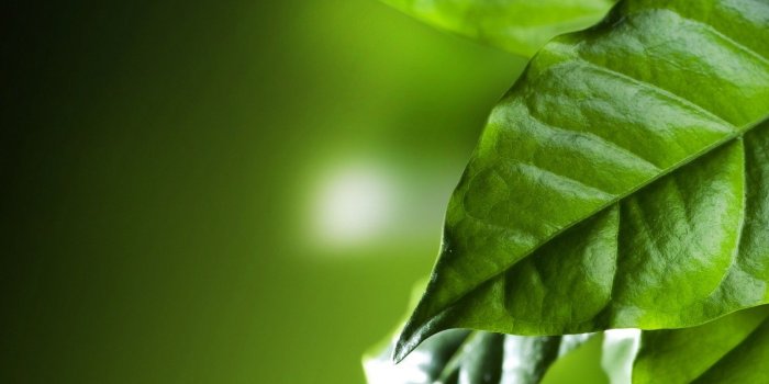 1536x2048 Emons Foliage Green Nature Wallpaper - [1536x2048]