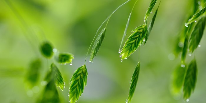 1920x1080 beautiful-green-nature-wallpaper | BVG Life Sciences Ltd