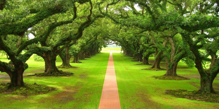 1600x1200 Green Nature Wallpaper - (36+) Group Wallpapers