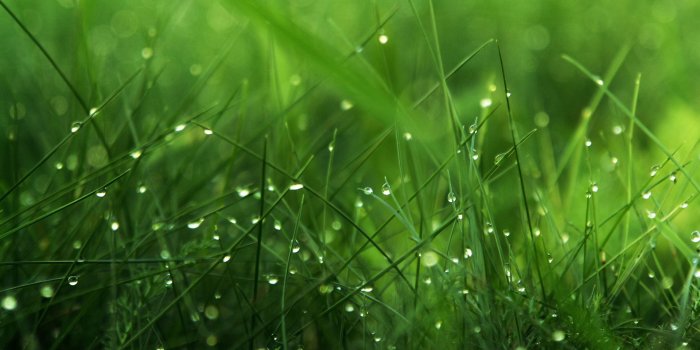 1920x1200 Green Nature Wallpaper, Creative Green Nature Wallpapers - #WP