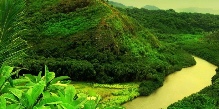 1920x1280 Beautiful Greenery of Real Nature Scene Wallpaper Free Download
