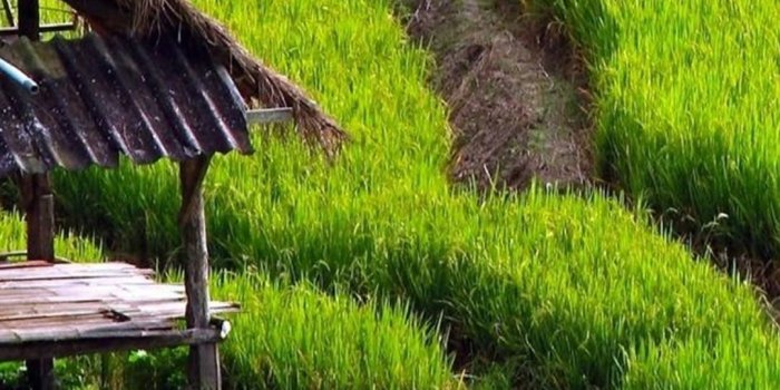 1080x1920 Wallpapers HD 1080p Nature Green