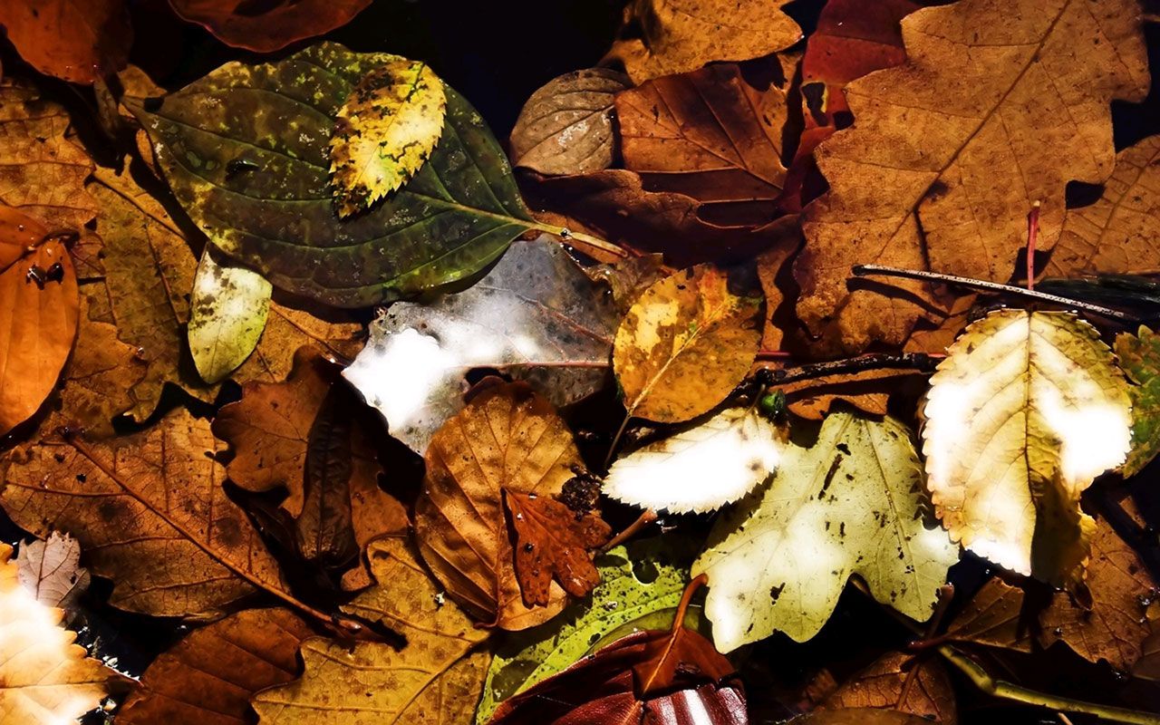 1280x800 Romantic And Beautiful Autumn Leaves Photography Wallpaper