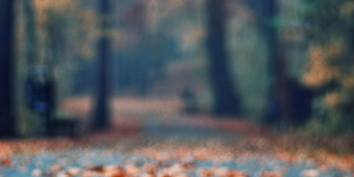 750x1334 Autumn Rusty Leaves Park Alley iPhone 6 Wallpaper | Aesthetic