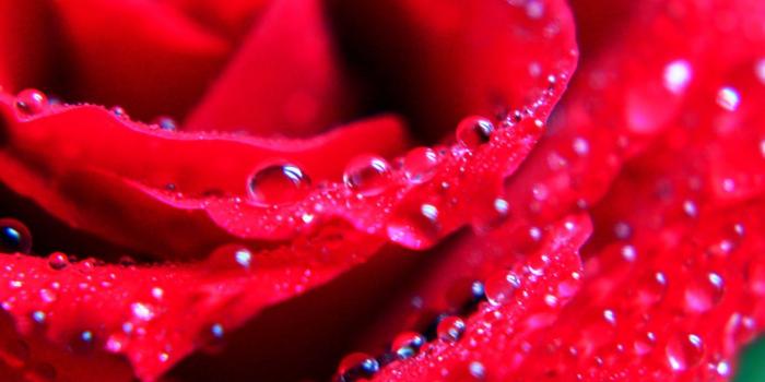 1600x1067 Beautiful Rose Flowers Wallpapers | Desktop Inspiratoin: Beautiful