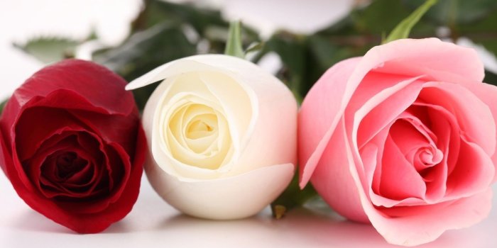 1600x900 Beautiful Rose Wallpapers Hd - Red White Pink Flowers (#100140) - HD