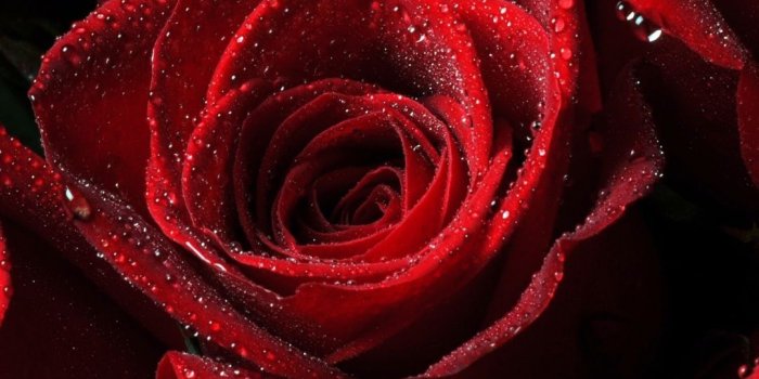 1080x1920 Roses Red Drops Petals #iPhone #6 #plus #Wallpaper | iPhone 6~8