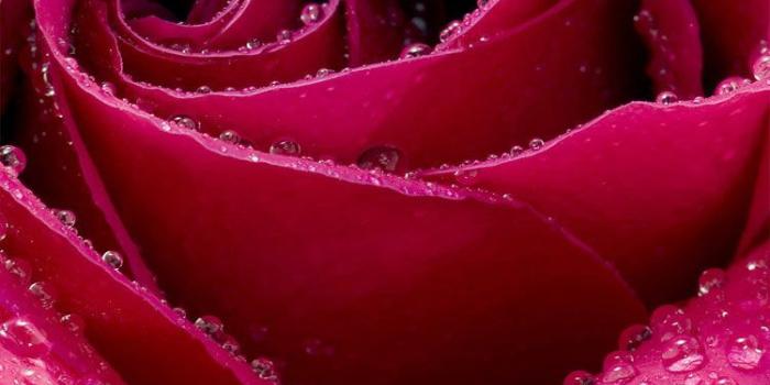 750x1134 iPhone Retina Wallpapers, Beautiful Rose Flower Close-Up hd