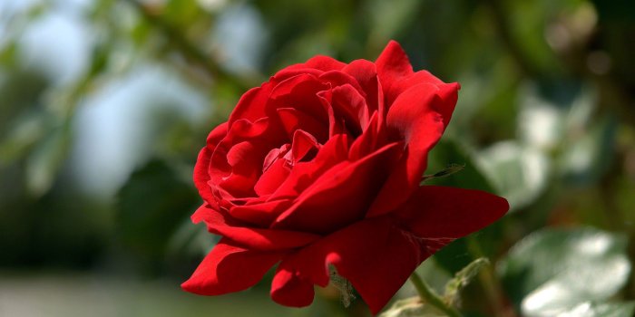 1920x1201 most beautiful red rose wallpaper