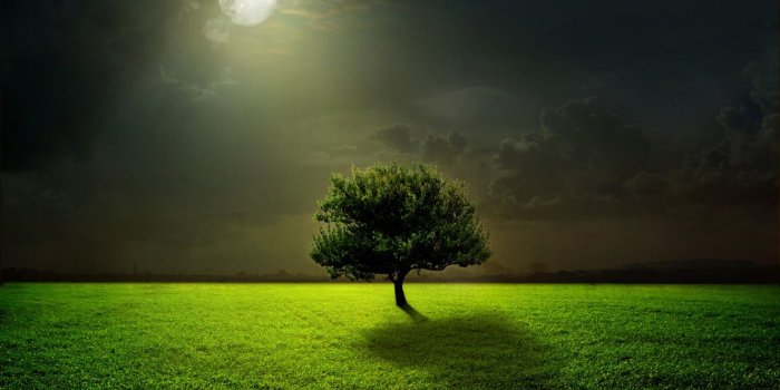1332x850 Wallpaper green, moon, grass, sky, field, night, clouds, tree
