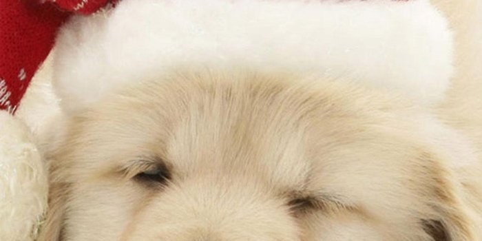 1080x1920 Cute Puppy In Christmas Hat iPhone 6 wallpaper | Christmas Wallpaper