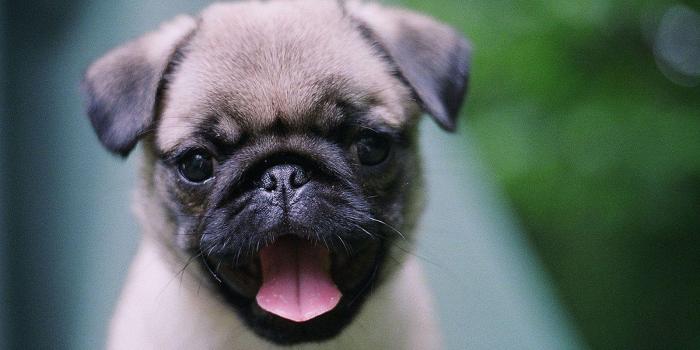 1600x1200 Pug Puppies Wallpapers