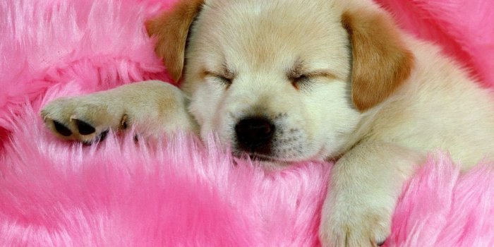 1600x1200 cute dogs wallpaper 14470 | Cute animals | Cute dog wallpaper