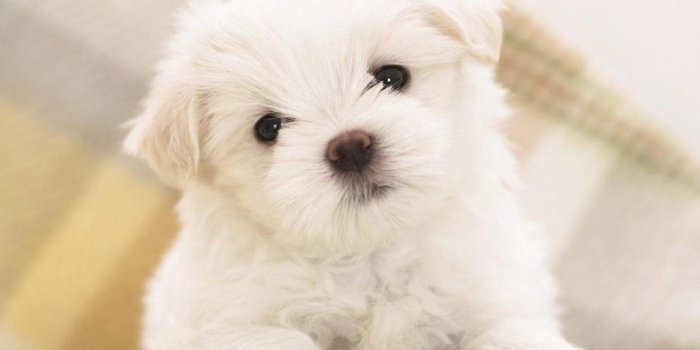 1024x768 Cute Dog Wallpapers