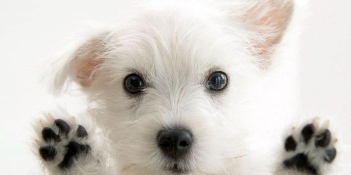 1600x1200 jpg - Dogs Wallpaper (33040614) - Fanpop