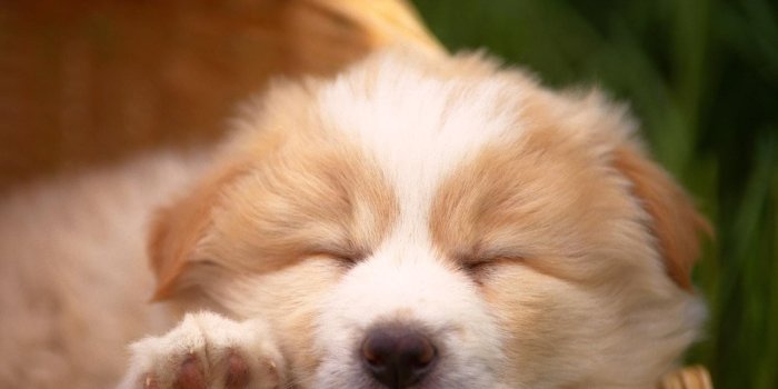 1600x1200 YouWall - Cute Dog Wallpaper - wallpaper,wallpapers,free wallpaper