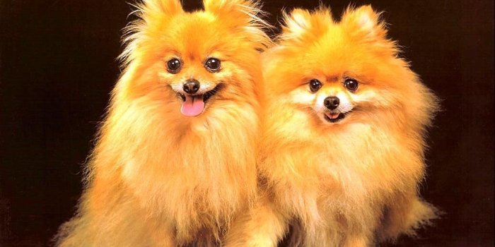 1024x768 Cute Dog Wallpaper - Dogs Wallpaper (13936305) - Fanpop
