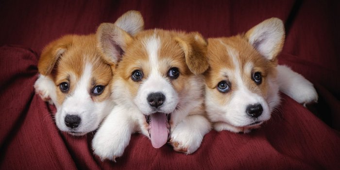 1920x1080 45 Cute Dog Wallpapers - WallpaperBoat