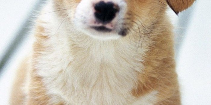 1080x1920 Download Cute Adorable Puppy Love Free Pure 4K Ultra HD Mobile Wallpaper