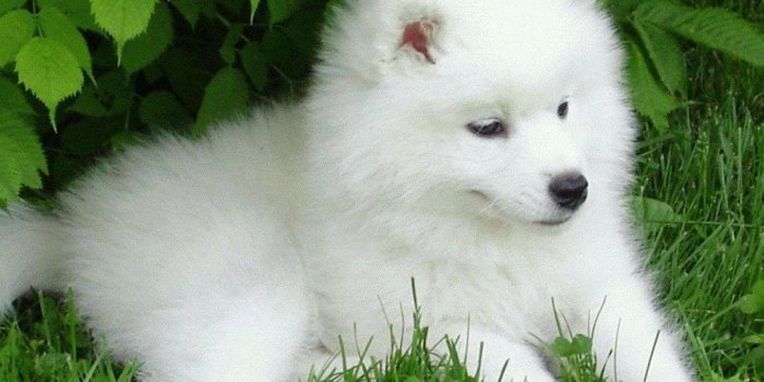 1440x900 Dogs Samoyed Baby Canine Puppy Dog Wallpaper Hd Wallpapers - Dog