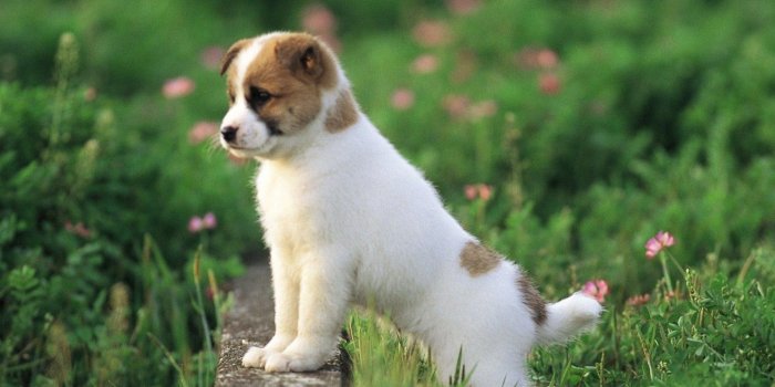 1697x1128 Dog Wallpaper, Claws, Cute Dog Images, HD Wallpapers, Desktop Images