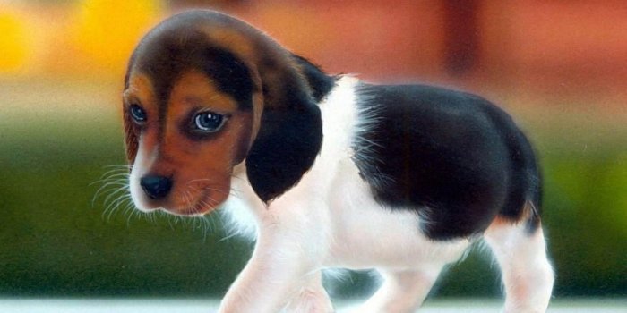 1920x1200 Cute Dog Wallpaper Gallery - Hd Dog Images Download (#870101) - HD