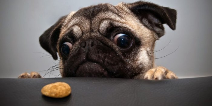 1280x804 Cute Dog wallpapers | Cute Dog stock photos