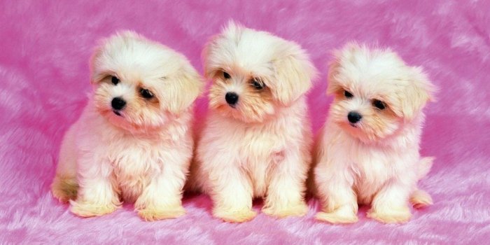 1152x864 35+ Fluffy Cute Dogs Wallpapers - Download at WallpaperBro