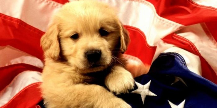 1440x900 Cute HD National Dog Day Wallpapers for Celebration and Concern