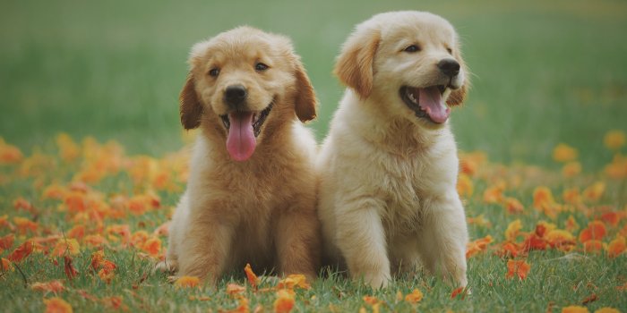 5120x2880 2 Cute Dog Puppy 5K Wallpaper | HD Wallpapers