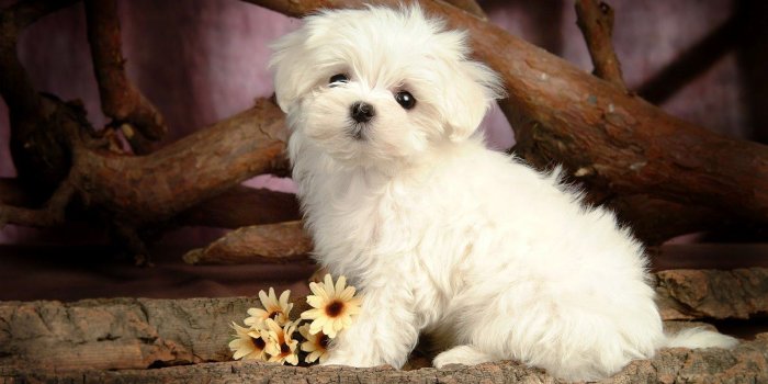 1600x1000 Cute Puppy Dog Wallpaper #6947719