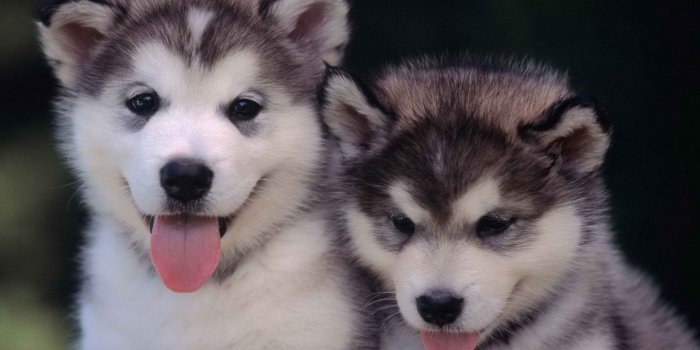 1697x1015 Dog Wallpaper, Cool Dogs, Cute Dog Images, Dog Eyes, Pets, 1697x1015