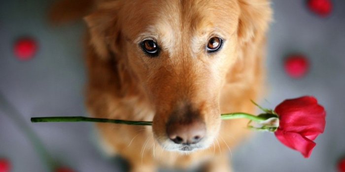 1024x768 Cute Dog - Dogs Wallpaper (33698322) - Fanpop