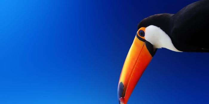 1280x804 High contrast bird wallpapers | High contrast bird stock photos