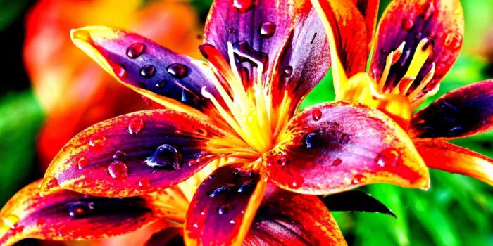 1862x1047 Lilies Nature Colorful Flowers High Contrast Hd Wallpaper ..
