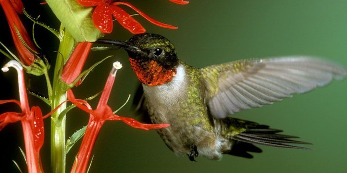 1024x768 ruby throated hummingbird - Hummingbirds Wallpaper (1206614) - Fanpop