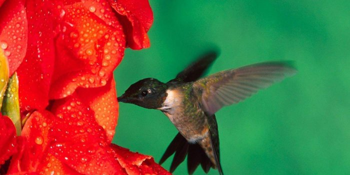 1600x1200 humming birds wallpapers and backgrounds | ruby throated hummingbird