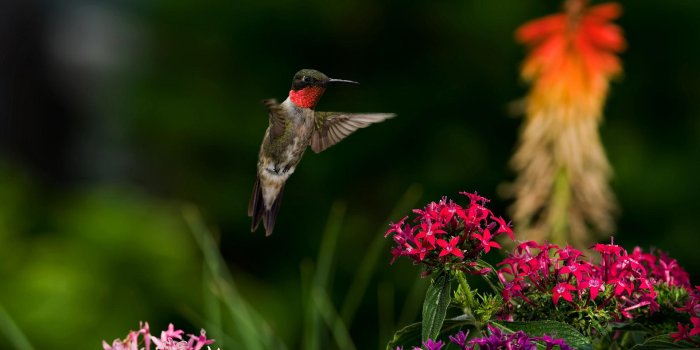 1920x1200 Ruby Throated Hummingbirds And Flowers HD Wallpaper, Background Images