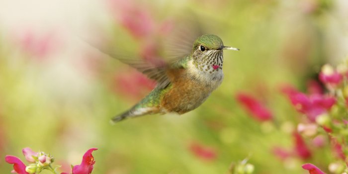 3840x2399 Ruby-Throated Hummingbird widescreen wallpaper