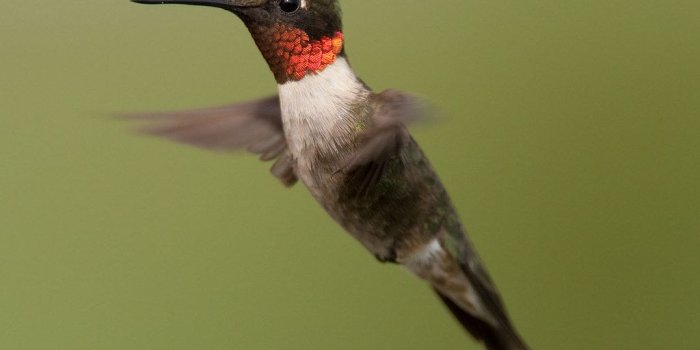 1024x768 Ruby-Throated Hummingbird Standard Desktop Wallpaper